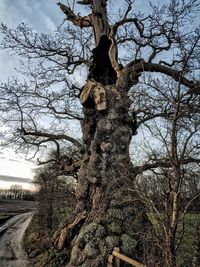 Low angle view of bare tree against sky