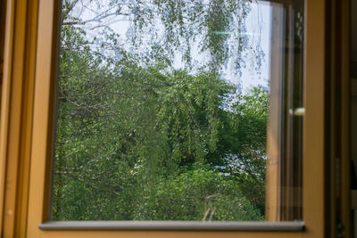 Trees seen through window