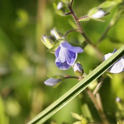 Close-up of purple flowering plant