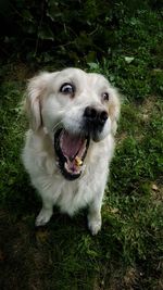 Portrait of dog on field