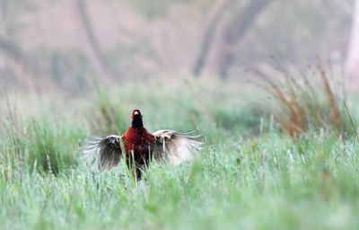 Bird on a field