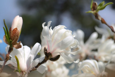 Close-up of white flowers