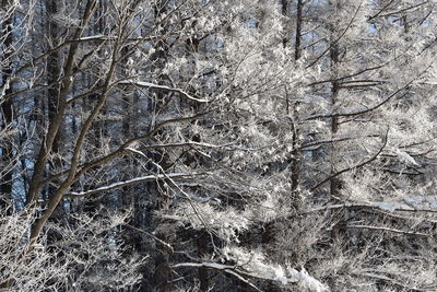 Full frame shot of frozen trees during winter