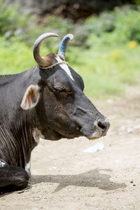 Close-up of a horse on field