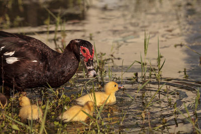 Mother and baby muscovy ducklings cairina moschata flock together in a pond in naples, florida