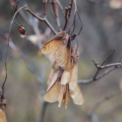 Close-up of dry leaves on branch