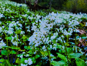 Close-up of white flowering plant