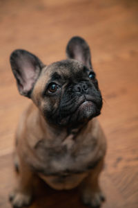 French bulldog puppy look sadly to the camera.