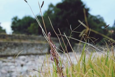 Close-up of grass on field against sky