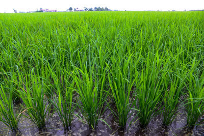 Crops growing on field