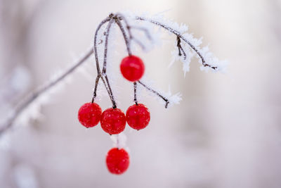 Close-up of red berries hanging on tree