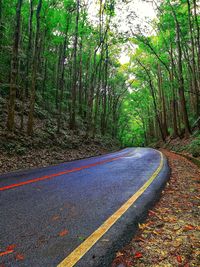 Road amidst trees in forest