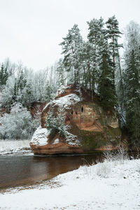 Pine trees in frozen lake during winter