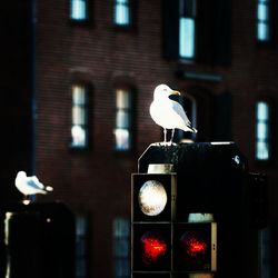 Low angle view of seagull perching on illuminated building