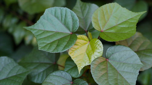 Close-up of green leaves on plant in field