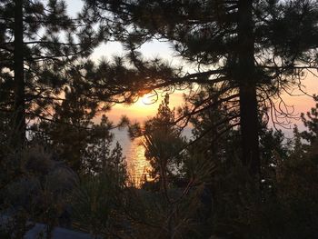 Silhouette of trees at sunset