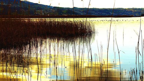 Reflection of trees on water against sky during sunset