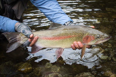 Cropped hand holding fish