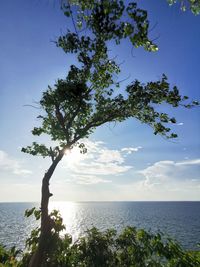 Tree by sea against sky