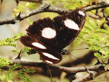 Close-up of butterfly on flower