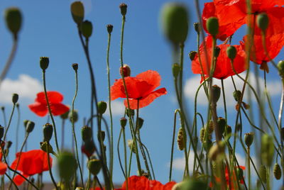 Close-up of red flowers against sky