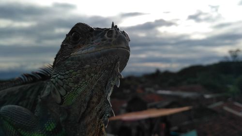 Close-up of lizard on rock against sky