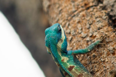 The blue-headed goblet on the tree. , king gila is a predator.