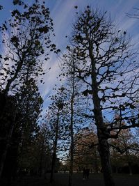 Low angle view of trees against sky