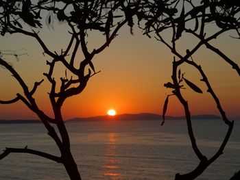 Close-up of silhouette tree against sea during sunset