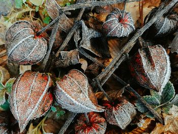 Full frame shot of dry leaves