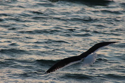 Close-up of bird flying over water