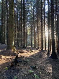 Dalby forest, north yorkshire, uk