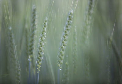 Full frame shot of plants