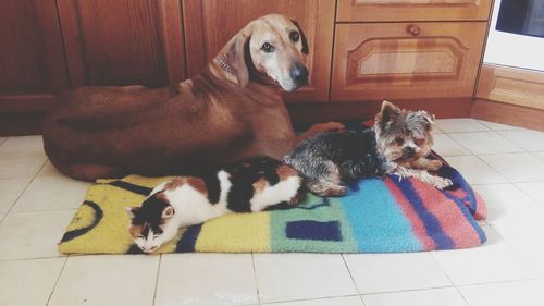 Dog resting on couch