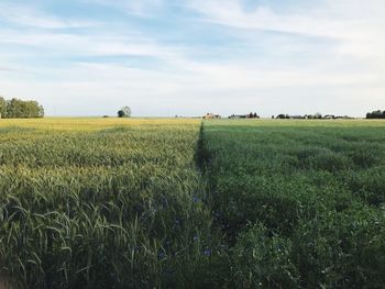 Scenic view of field against sky