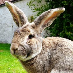 Close-up portrait of rabbit