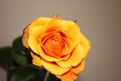 Close-up of rose