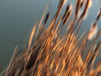 Close-up of plant against the sky