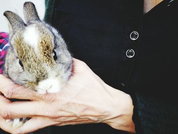 Close-up of hand holding cat