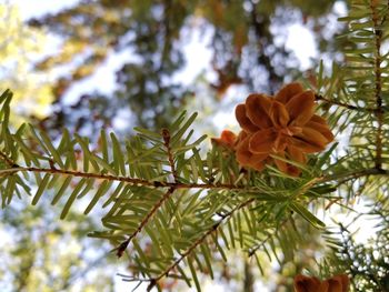 Low angle view of flower tree