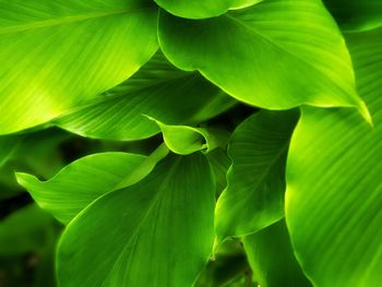 Close-up of green leaves