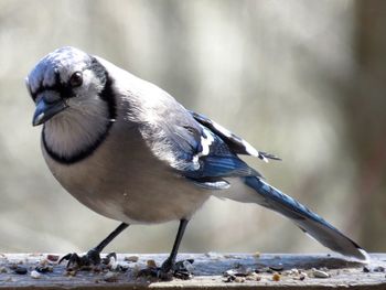 Close-up of blue jay perching on wooden railing