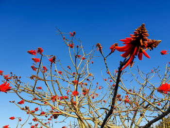 Low angle view of flowering plants against clear blue sky