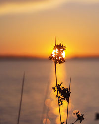 Close-up of silhouette plant against sea during sunset