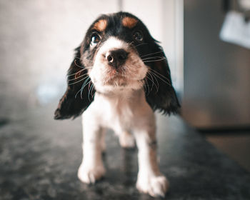 Close-up portrait of dog