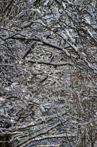 Full frame shot of tree