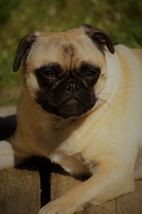 Close-up portrait of a dog