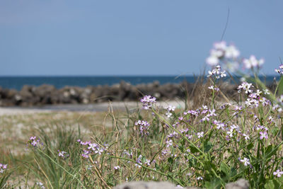 Close-up of flowering plants on field by sea against sky