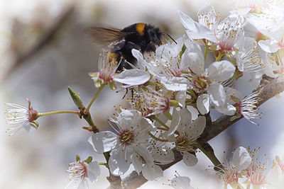 Close-up of bee pollinating on white flower