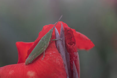 Close-up of red rose